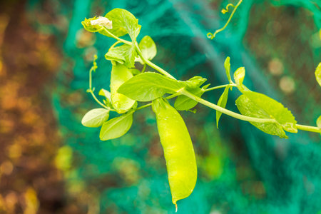 Close-up of a pea pod on a bush in a garden on a summer day.の写真素材