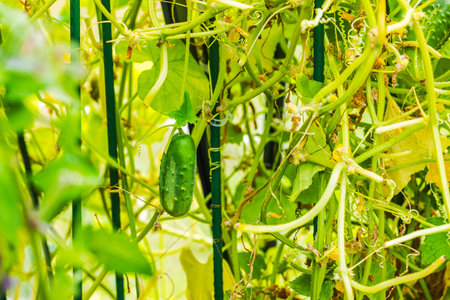 Close-up view of cucumber plants in a greenhouse on a summer day.の写真素材