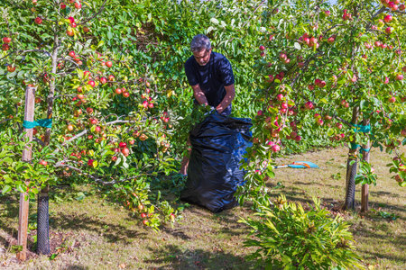 Man cleaning up trimmed hedge branches into plastic bag in garden near apple trees.