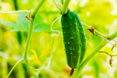 Macro shot of cucumber hanging on vine in greenhouse on bright, sunny summer day.の写真素材
