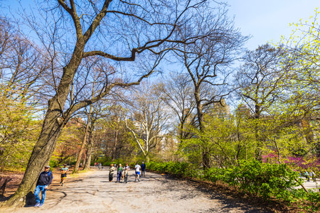 Springtime walk in Central Park with budding trees, bare branches, and visitors enjoying sunny weather. New York. USA.のeditorial素材