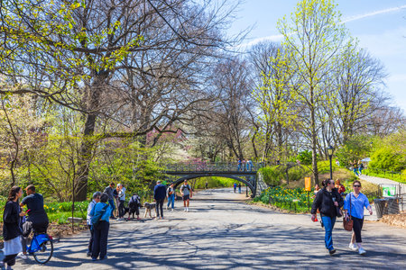 Path in Central Park with people walking, biking, and gathering near scenic bridge on sunny spring day. New York. USA.のeditorial素材