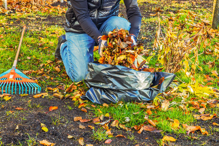 Person gathering autumn leaves into black bag with rake on grass, performing seasonal yard cleanup in garden.の写真素材