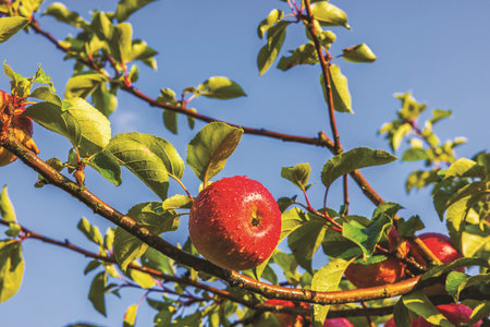 Single red apple with water droplets on branch against blue sky and green leaves in sunlight.
