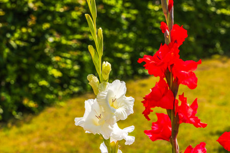 Close-up view of white and red gladiolus flowers blooming in sunny garden.の写真素材
