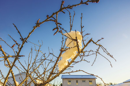 Snow-covered tree branches with visible buds against clear blue sky with residential house in winter day.の写真素材