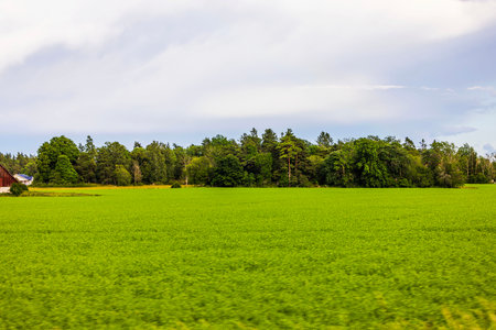 Beautiful green field stretching to dense forest line under cloudy sky against on serene rural summer scenery background. Sweden.の写真素材