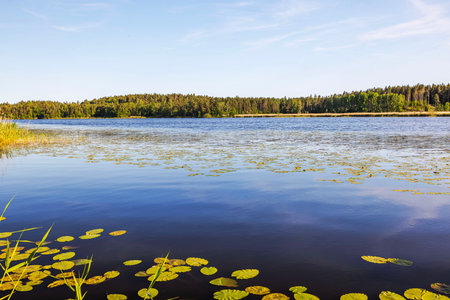 Beautiful view of lake with water lilies and forested shoreline under clear blue sky on sunny day. Sweden.の写真素材
