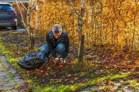 Man collecting autumn leaves in garden near trees with golden foliage using gloves and black plastic bag.の写真素材