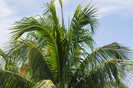 Green coconut palm leaves against blue sky near Atlantic Ocean coastline.の写真素材