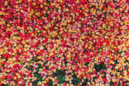 Vibrant floral wall composed of dense, colorful roses in shades of pink, red, yellow, and orange with green leaves. Sweden.の写真素材
