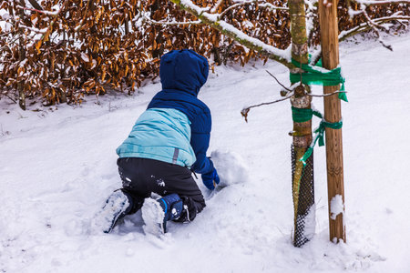 Child in blue winter jacket and snow boots kneeling in fresh snow, rolling snowball near tree supported by wooden stakes and green straps.の写真素材