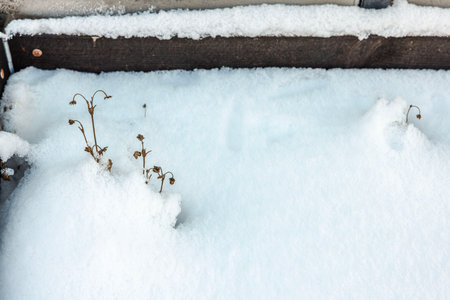 Dry strawberry plants protrude through freshly fallen snow in wooden garden bed during winter, creating a serene scene.の写真素材
