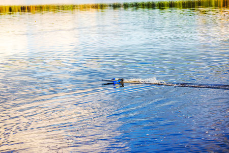 Remote-controlled boat gliding across calm lake water, creating ripples and reflections under soft natural light.の写真素材