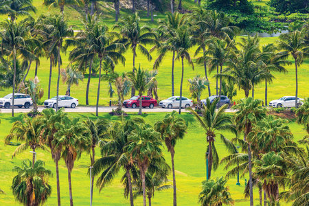 Row of cars parked along tropical road surrounded by lush green grass and tall palm trees in Caribbean landscape. Mexico. Cancun.の写真素材