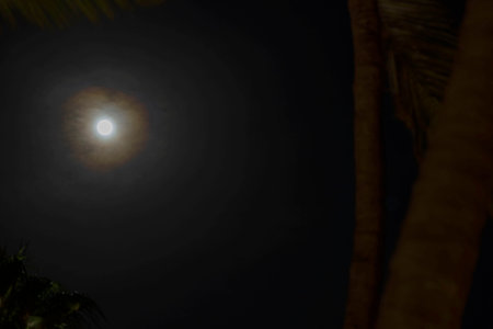 Full moon shining brightly in dark night sky with soft halo of clouds, partially framed by palm tree silhouette. Aruba.の写真素材