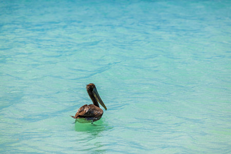 Brown pelican floating on turquoise water of Caribbean Sea during daytime. Aruba.の写真素材