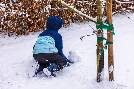Person wearing winter clothes making snowball in snowy backyard next to tree with protective net.の写真素材