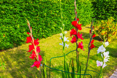 Red and white gladiolus flowers blooming in vibrant green garden during sunny summer day. Sweden.の写真素材