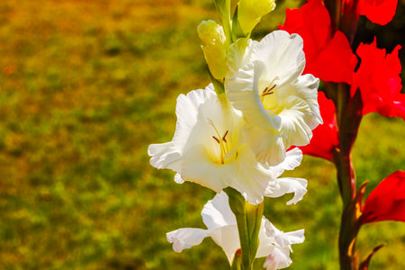 Close-up of elegant white gladiolus flowers blooming with vibrant flowers in summer garden on sunny day. Sweden.の写真素材