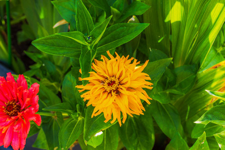 Close-up of blooming zinnia flowers in vibrant orange and red hues surrounded by lush green leaves gladiolus in garden. Sweden.の写真素材
