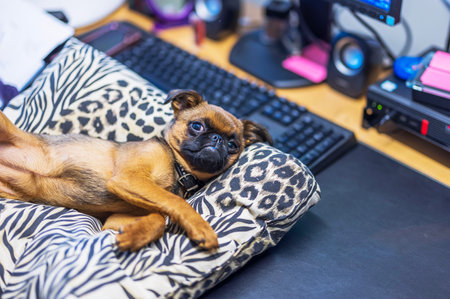 Brussels Griffon dog resting on animal-print cushion near computer keyboard and office desk in cozy indoor setting. Sweden.の写真素材