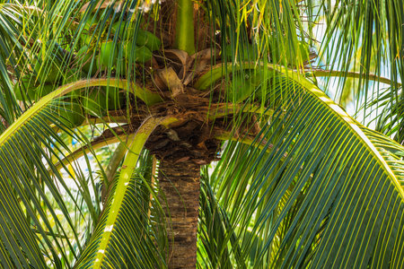 Close-up view of coconut palm tree with green coconuts growing among long tropical leaves in bright sunlight. Miami Beach. USA.の写真素材