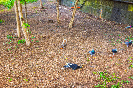 Squirrel eating food on the ground among pigeons near trees in a park on spring day.の写真素材