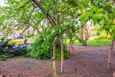 Lush green trees and fresh spring foliage in Central Park with soft sunlight filtering through branches on peaceful afternoon. New York. USA.の写真素材