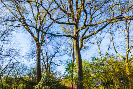 Large transparent soap bubble floating among tree branches in park on sunny spring day.の写真素材