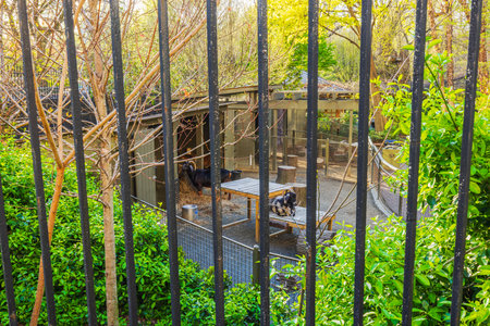 Goats behind black metal bars, one resting on wooden platform while another eats hay near wooden shelter.の写真素材