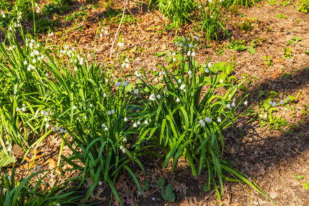 Clusters of blooming snowflake flowers with delicate white petals and green stems growing in sunlit spring garden.の写真素材
