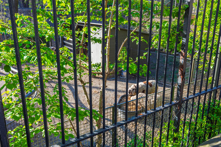 Sheep eating feed from metal feeder behind bars in Central Park Zoo, standing near wooden shelter with green foliage in sunlight. New York. USA.の写真素材