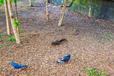 Black squirrel eating food on ground covered with wood chips, with two pigeons walking nearby among small trees in urban park. New York. USA.の写真素材