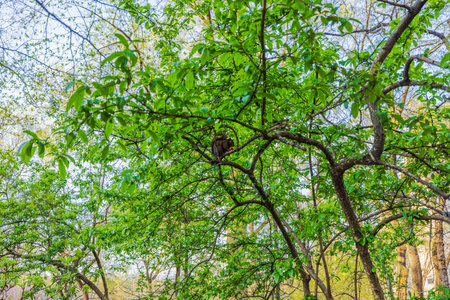 Black squirrel sitting on tree branch surrounded by green leaves, holding food with paws against blue sky in spring park. New York. USA.の写真素材