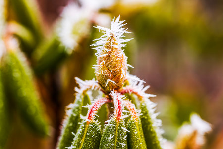 Close-up view of rhododendron bud covered in frost crystals against blurred background on cold winter morning.の写真素材