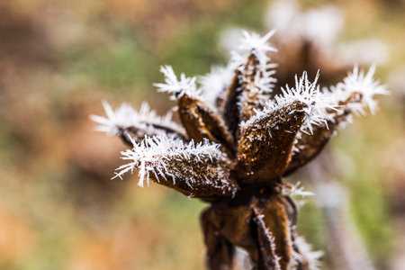 Macro view of frost-covered peony seed pod with ice crystals forming delicate patterns on dried plant in winter.の写真素材