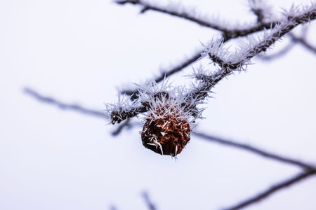 Close-up view of frozen fruit covered in frost crystals hanging on tree branch against white winter sky.の写真素材