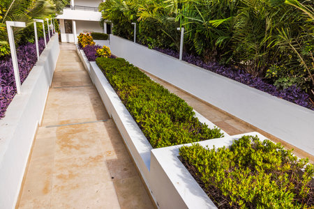Landscaped hotel walkway with green shrubs, tropical plants, modern white planters and stone pavement. Curacao.の写真素材