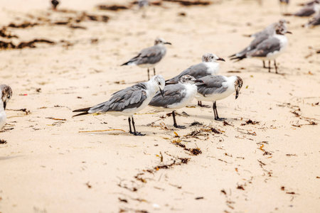 Seagulls standing on sandy beach with scattered seaweed under bright daylight near Atlantic Ocean shoreline in Miami.の写真素材
