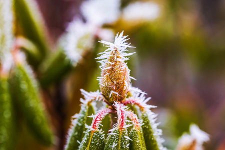 Close-up view of rhododendron bud covered with frost crystals on cold winter morning.の写真素材