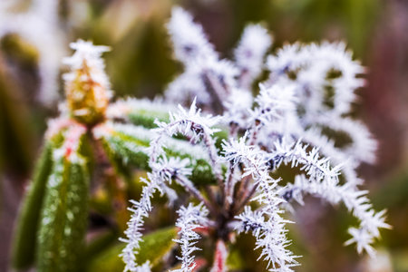 Close up view of rhododendron leaves covered with frost crystals on cold winter morning.の写真素材