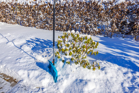 Snow-covered rhododendron bush with blue snow shovel stuck in snowdrift on winter day. Sweden.の写真素材