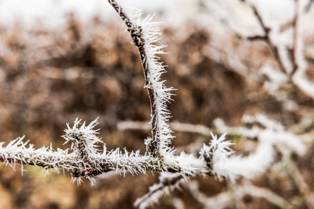 Close up view of frost crystals covering thin tree branches in winter.の写真素材