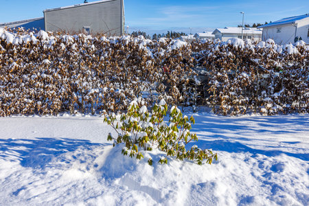 Rhododendron shrub covered in snow in garden with hedge and houses in background. Sweden.の写真素材