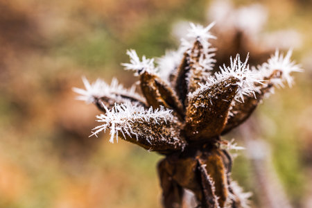 Dry seed pod covered with delicate frost spikes on blurred greenish background during chilly winter day in frozen garden.の写真素材