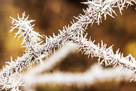 Close-up view of frost-covered thorny branches with sharp ice crystals forming intricate winter patterns.の写真素材