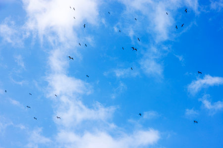 Flock of frigatebirds soaring against blue sky with white clouds over Caribbean Sea. Mexico.の写真素材