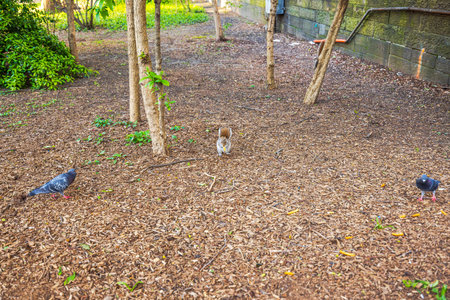 Squirrel and pigeons searching for food on ground in Central Park Manhattan during spring with scattered leaves and trees.の写真素材
