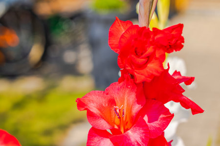 Close-up view of vibrant red gladiolus flowers blooming in sunlight against blurred background.の写真素材